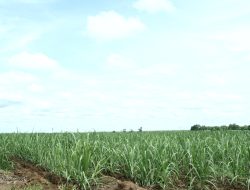 PTPN VII Tolak Eksekusi Lahan oleh PN Blambangan Umpu