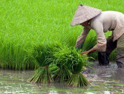 Pemkot Bandar Lampung Miliki 222 Hektare Sawah Berkelanjutan