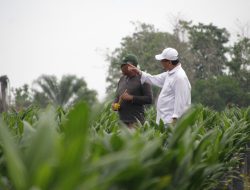 Proyek Bibitan PTPN Bekri, Suplemen Ekonomi Tetangga Mandiri