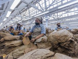 Region Head PTPN I Regional 4 Subagiyo Targetkan Produktivitas Capai 1,7 Ton/Ha pada Musim Tanam Tembakau 2024
