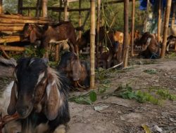 Dinas Pertanian Pastikan Kebutuhan Hewan Kurban di Bandar Lampung Tercukupi