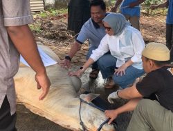 PTPN I dan KSO PTPN IV Reg.7 Potong 153 Hewan Kurban