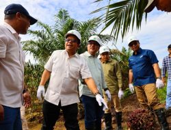 Usia 30 Bulan, Produktivitas Sawit Muda PTPN IV Regional III Di Atas Standar Nasional