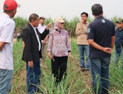 Dukung Swasembada Gula, Tuhu Bangun Kunjungi PG Bunga Mayang