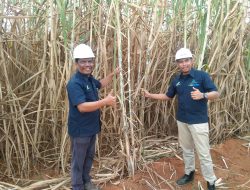 PTPN I Regional 7 *Mengejar Renidemen Tebu sampai ke Tulungbuyut