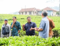 Merajut Asa Membingkai Prestasi: Direksi PTPN I Langsungkan Kunjungan Kerja ke Kebun Kaligua