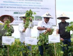 Panen Perdana Edamame di Kebun Sei Semayang PTPN I Regional 1