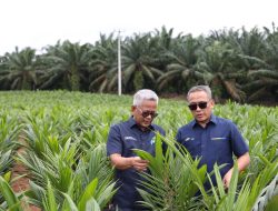 PTPN Inisiasi Program PSR Intercropping Padi Dukung Swasembada Pangan nasional