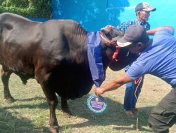 Walikota Eva Dwiana Serahkan 93 Hewan Kurban