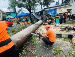 Cuaca Ekstrem, TRC BPBD Kota Bandar Lampung Sigap Tangani Pohon Tumbang