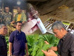 Hilirisasi Cerutu Golden Djawa, Komitmen PTPN I Dukung Asta Cita