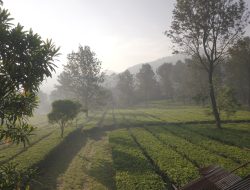 “PTPN I Regional 2 Ubah Agrowisata Gunung Mas Jadi Destinasi Wisata Berkelas Dunia”