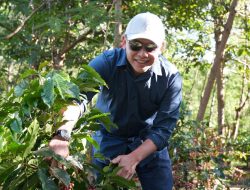 Kopi Arabika PTPN Menyapa Dunia: Replanting Dorong Keberlanjutan dan Daya Saing