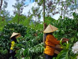 Perkuat Komoditas Kopi, PTPN I Konversi Dua Pabrik Teh