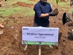 PTPN I Targetkan 550 Hektare Lahan Kelapa di 2025, Dimulai dari Banyuwangi
