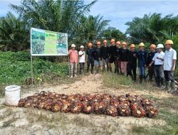 Melalui PTPN IV Regional V, Holding Perkebunan Nusantara PTPN III Mutasikan 123 Hektare Sawit Jadi Tanaman Menghasilkan di Kebun Kembayan
