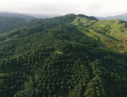 Jejak 1 Abad Kebun Batangtoru dan Sejarah Warga Tapanuli Selatan