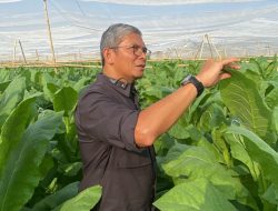 ‘Diplomasi Daun’, Ikhtiar PTPN I Mengembalikan Reputasi Tembakau Deli