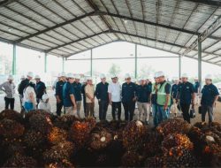 Di Bawah Holding Perkebunan Nusantara, Transformasi PalmCo Dinilai Jadi Fondasi Kemandirian Pangan dan Energi