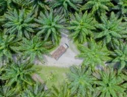 Holding Perkebunan Nusantara melalui PalmCo Perluas Praktik Perkebunan Berkelanjutan di 44.000 Hektare Kebun Sawit Riau