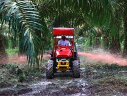 Holding Perkebunan Nusantara Siapkan Replanting 862 Hektare Sawit Renta di Air Molek 2