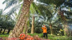 Gas Pol! PTPN IV PalmCo Sukses Tuntaskan 2.287 Ha Rekomtek PSR di Awal Tahun