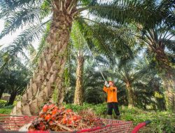 Gas Pol! PTPN IV PalmCo Sukses Tuntaskan 2.287 Ha Rekomtek PSR di Awal Tahun