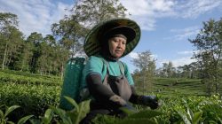 Kisah Kartini, Pemetik Teh yang Jadi Cerminan Ketangguhan SDM Holding Perkebunan Nusantara