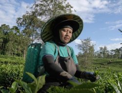 Kisah Kartini, Pemetik Teh yang Jadi Cerminan Ketangguhan SDM Holding Perkebunan Nusantara
