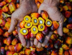 PTPN Group melalui PalmCo Perkuat Ketertelusuran dan Mutu CPO