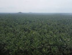 PTPN IV Regional VII Tegaskan Komitmen Kelola Aset dan Jaga Produktivitas Kebun Bekri